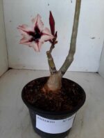 ENXERTO 9898 – 22cm (cor LM 424 e LM 488) - Imagem 4