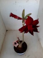 ENXERTO 9898 – 22cm (cor LM 424 e LM 488) - Imagem 7