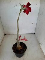 ENXERTO 9898 – 22cm (cor LM 424 e LM 488) - Imagem 6