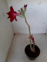 ENXERTO 9898 – 22cm (cor LM 424 e LM 488) - Imagem 5