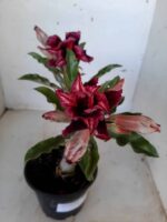 ENXERTO 9920 – 22cm (cor LM 870)