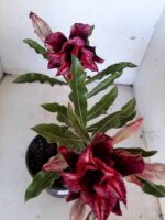 ENXERTO 9920 – 22cm (cor LM 870) - Imagem 3