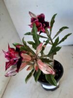 ENXERTO 9920 – 22cm (cor LM 870) - Imagem 8