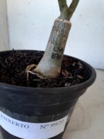 ENXERTO 9920 – 22cm (cor LM 870) - Imagem 7