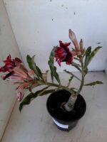 ENXERTO 9920 – 22cm (cor LM 870) - Imagem 6