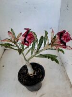 ENXERTO 9920 – 22cm (cor LM 870) - Imagem 5