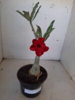 ENXERTO 9937 – 22cm (cor LM 867) - Imagem 2