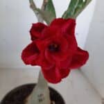 ENXERTO 9937 – 22cm (cor LM 867)