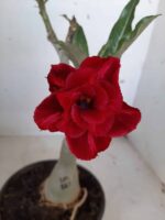 ENXERTO 9937 – 22cm (cor LM 867)