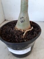 ENXERTO 9937 – 22cm (cor LM 867) - Imagem 7