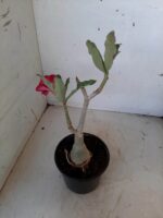 ENXERTO 9937 – 22cm (cor LM 867) - Imagem 6