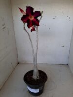 Planta Simples 1492 – 30cm – 1 ano - Imagem 2