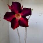 Planta Simples 1492 – 30cm – 1 ano