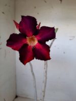 Planta Simples 1492 – 30cm – 1 ano