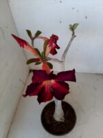 Planta Simples 1492 – 30cm – 1 ano - Imagem 6