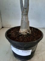 Planta Simples 1492 – 30cm – 1 ano - Imagem 8