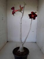 Planta Simples 1492 – 30cm – 1 ano - Imagem 7