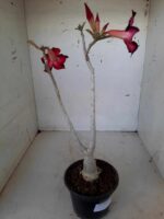 Planta Simples 1492 – 30cm – 1 ano - Imagem 5