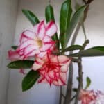 Planta Dobrada 1512 – 60cm – 03 anos