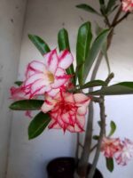 Planta Dobrada 1512 – 60cm – 03 anos