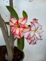 Planta Dobrada 1512 – 60cm – 03 anos - Imagem 4