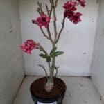Planta Dobrada 1543 – 40cm – 03 anos