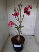 Planta Dobrada 1543 – 40cm – 03 anos