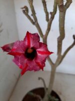 Planta Dobrada 1543 – 40cm – 03 anos - Imagem 3