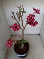 Planta Dobrada 1543 – 40cm – 03 anos - Imagem 6