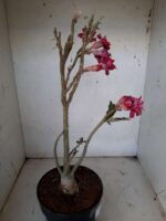 Planta Dobrada 1543 – 40cm – 03 anos - Imagem 8