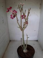 Planta Dobrada 1543 – 40cm – 03 anos - Imagem 7
