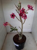 Planta Dobrada 1543 – 40cm – 03 anos - Imagem 5