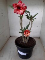 ENXERTO 10054 – 30cm (cor LM 414)