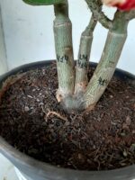 ENXERTO 10054 – 30cm (cor LM 414) - Imagem 8