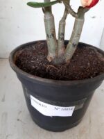 ENXERTO 10054 – 30cm (cor LM 414) - Imagem 7