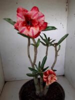 ENXERTO 10054 – 30cm (cor LM 414) - Imagem 6