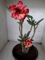 ENXERTO 10054 – 30cm (cor LM 414) - Imagem 3