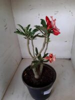 ENXERTO 10054 – 30cm (cor LM 414) - Imagem 13