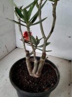 ENXERTO 10054 – 30cm (cor LM 414) - Imagem 11