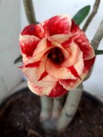 ENXERTO 10054 – 30cm (cor LM 414) - Imagem 4