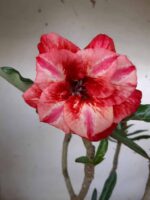 ENXERTO 10054 – 30cm (cor LM 414) - Imagem 5