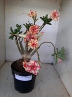 ENXERTO 10056 – 30cm (cor LM 220) - Imagem 2