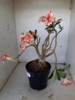 ENXERTO 10056 – 30cm (cor LM 220) - Imagem 12