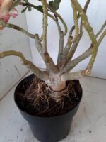 ENXERTO 10056 – 30cm (cor LM 220) - Imagem 10