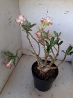 ENXERTO 10056 – 30cm (cor LM 220) - Imagem 9