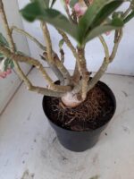 ENXERTO 10056 – 30cm (cor LM 220) - Imagem 8