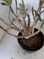 ENXERTO 10056 – 30cm (cor LM 220) - Imagem 7