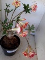 ENXERTO 10056 – 30cm (cor LM 220) - Imagem 6