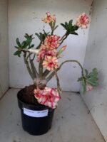 ENXERTO 10056 – 30cm (cor LM 220)