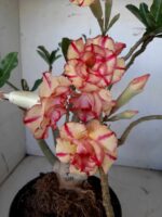 ENXERTO 10056 – 30cm (cor LM 220) - Imagem 16